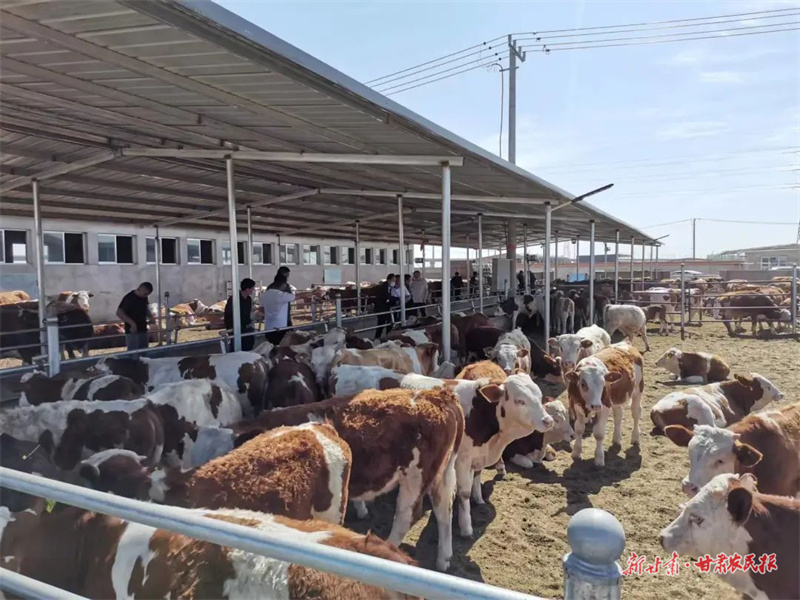 肃州：“赶”着牛羊“奔”小康 “畜”势待发“育”新机