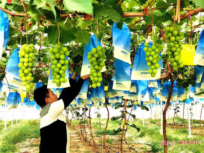 秦州区天水镇：“＋人才”模式 成为乡村人才培育新路子