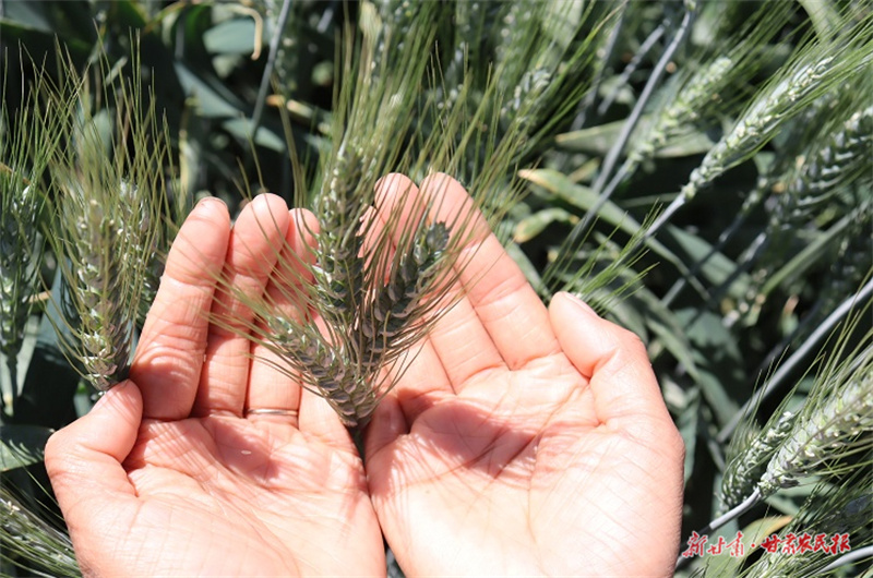 肃州区：“三夏”生产有序开展