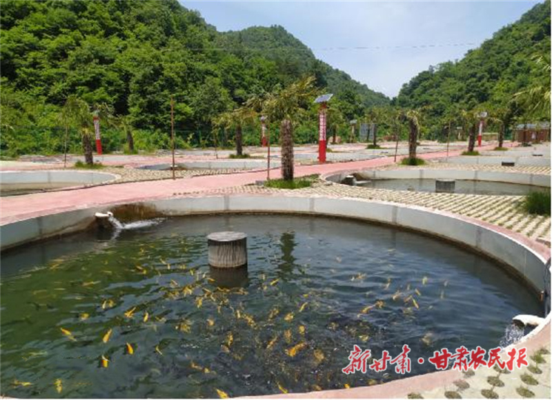 两当 生态冷水鱼 “游”进“致富门”