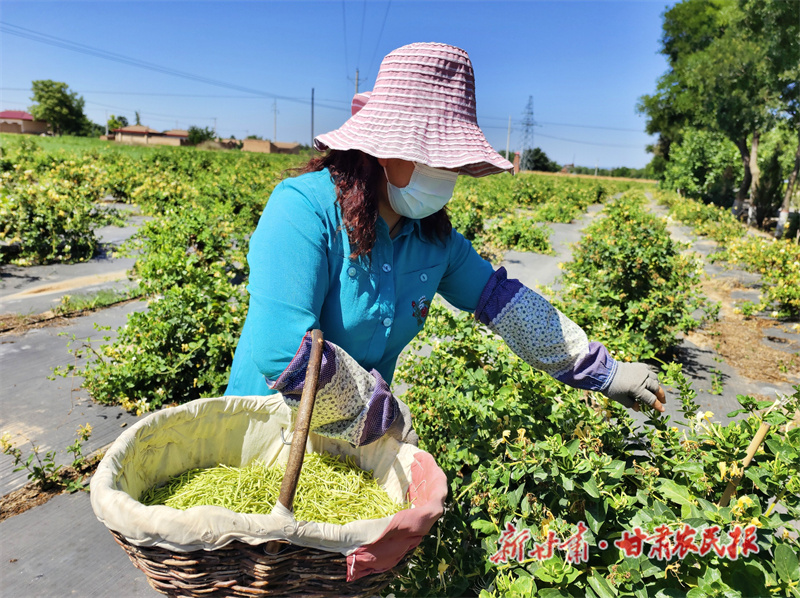 西峰区：花开金银来