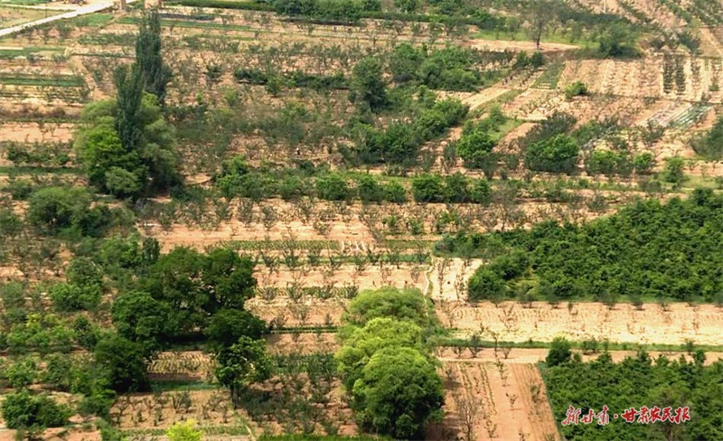 麦积区琥珀镇：小小花椒树结出“致富果”