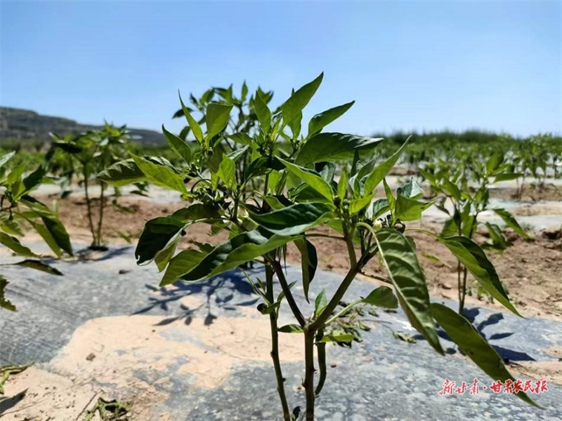 麦积区中滩镇：“园镇共建”新模式 荒地变身致富田