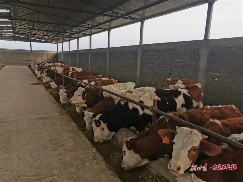 肃州区：夯实畜牧产业发展基础