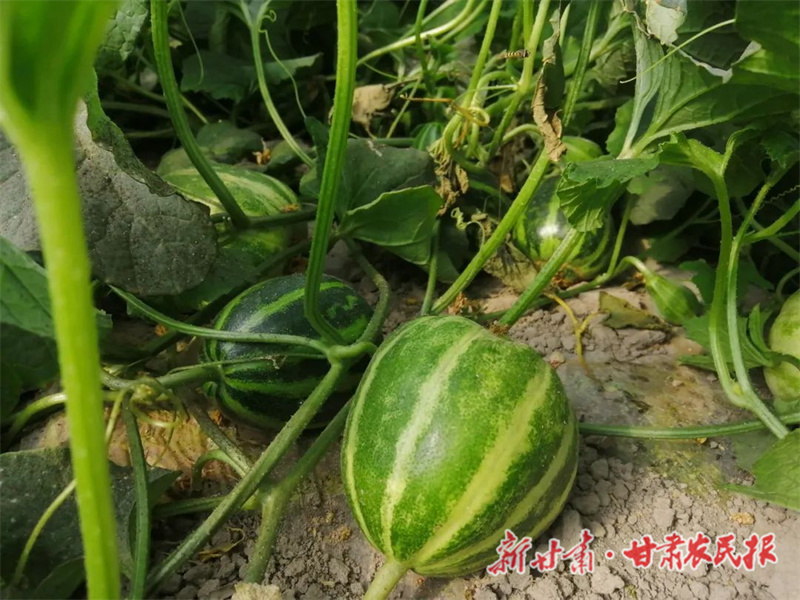 肃州区：蔬菜长势旺 瓜果正飘香