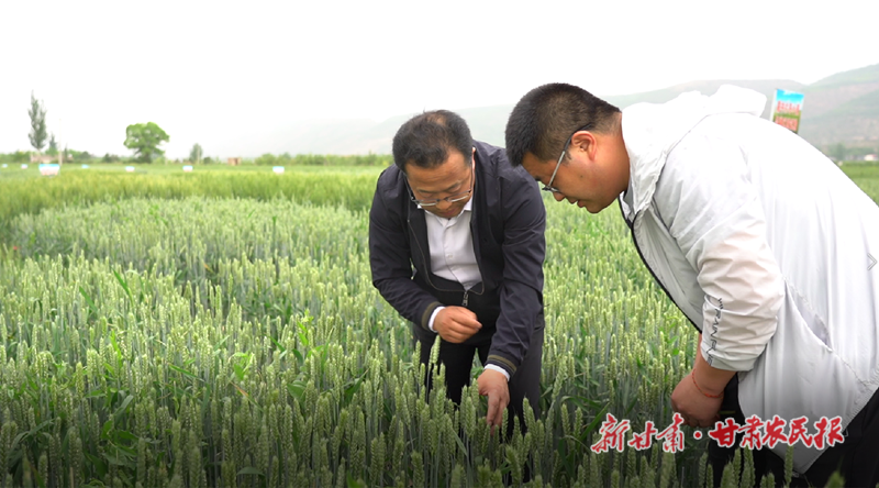 躬耕田地心不悔 矢志不渝农技情——记静宁县农业技术推广中心主任杨富位