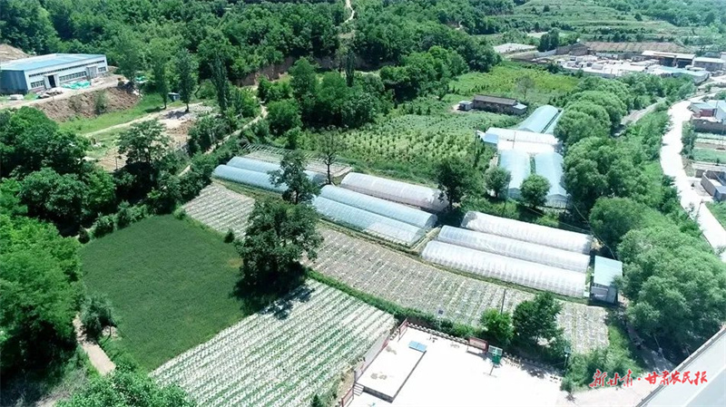 麦积区甘泉镇吴河村：村民致富有门路 村集体经济有“家底”