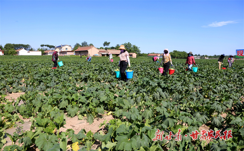 露地蔬菜种植基地