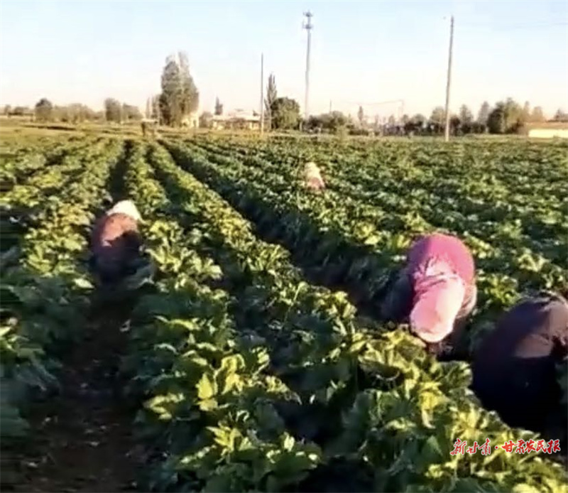 肃州区：制种花开季 “蜜蜂”授粉忙