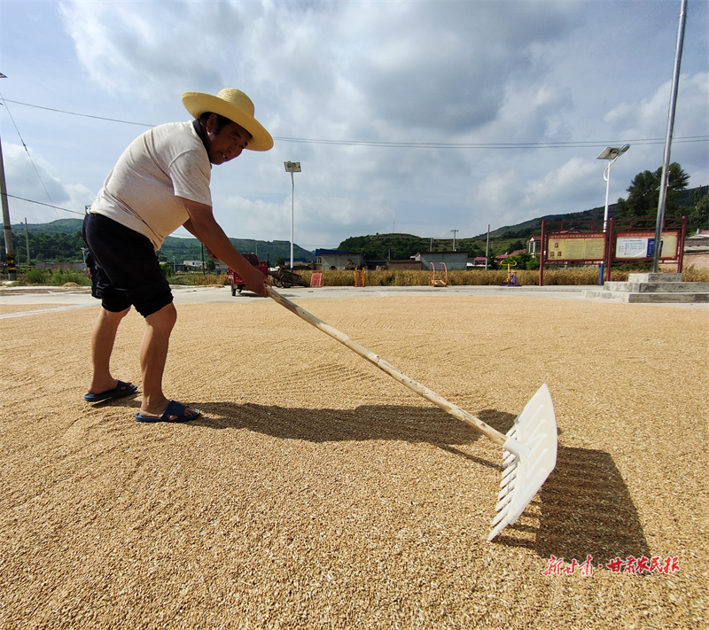 秦州区天水镇：银镰舞动夏收忙
