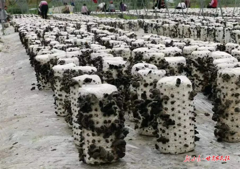 麦积区：多措并举谱写乡村振兴新篇章