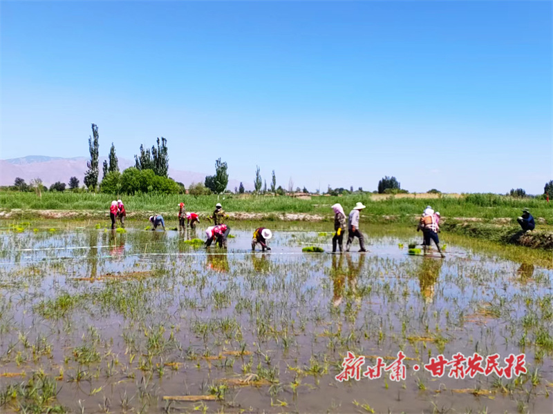 甘州区：农旅融合发展 稻渔共生增效