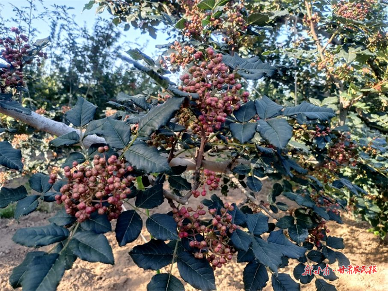 麦积区元龙镇上崖村：椒香扑鼻 幸福四溢