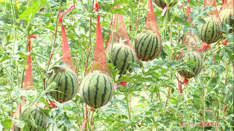 秦州天水镇：引进种植新品种西瓜 结出增收致富新希望