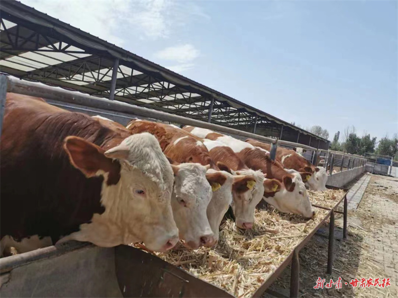 肃州：特色养殖激活乡村振兴“新引擎”