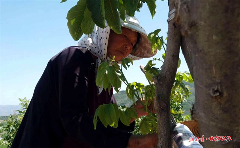 麦积区温缑村:小核桃做成大产业 村民务工有了好去处