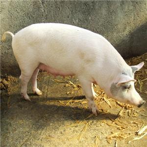 猪寄生虫病的防治