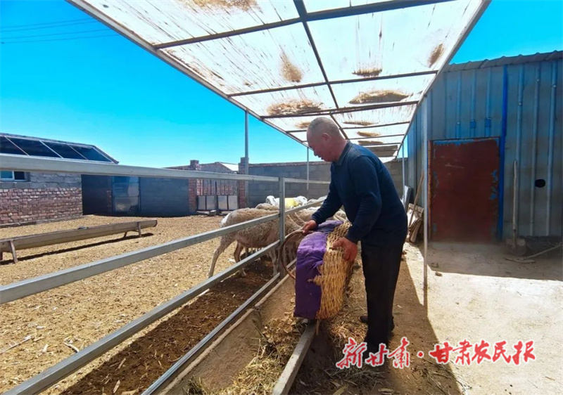 绵羊中暑的原因及应对措施