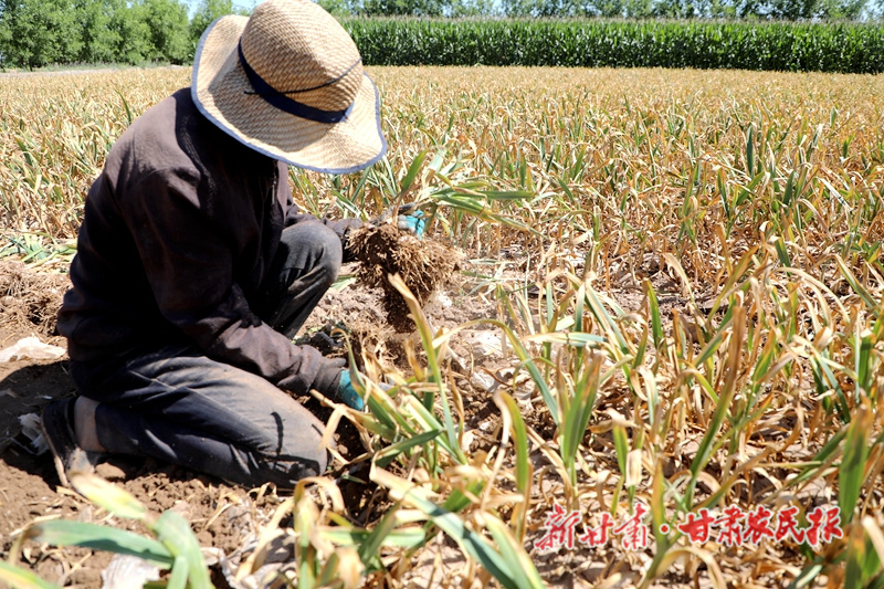 临泽县：“蒜”出致富好“钱”景