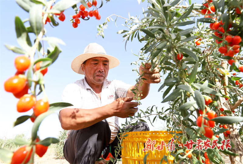 采摘枸杞
