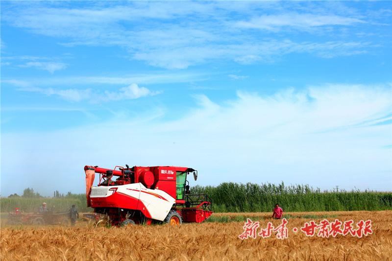 抢收小麦