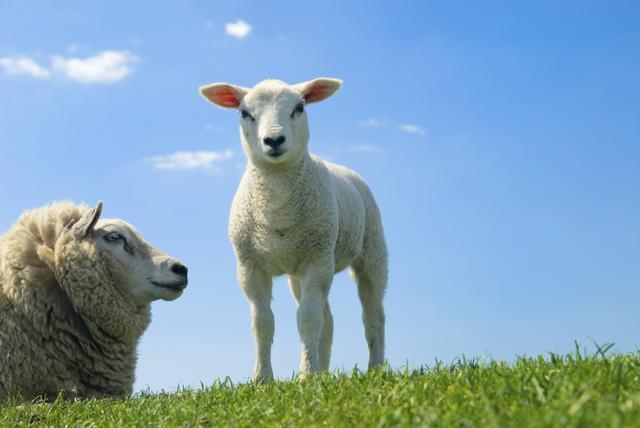 绵羊中暑怎么办