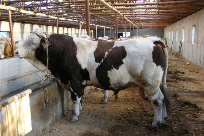 五招避暑降温 肉牛安稳度夏