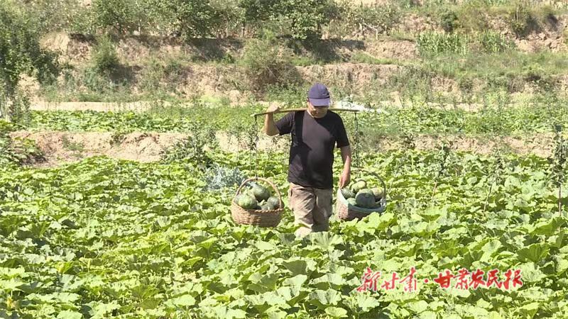 静宁：“板栗南瓜”成农民增收“金疙瘩”