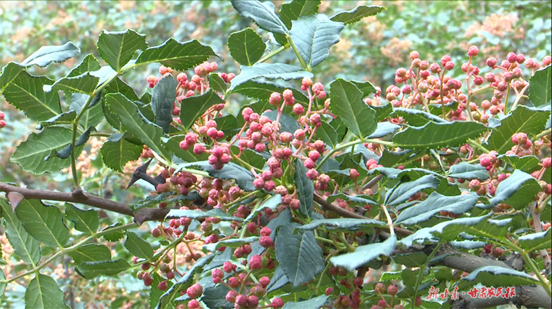 秦州关子镇：小小花椒果致富大产业