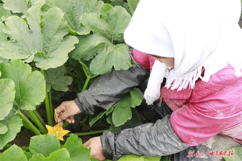 肃州：万亩制种授粉忙 瓜菜丰收在望