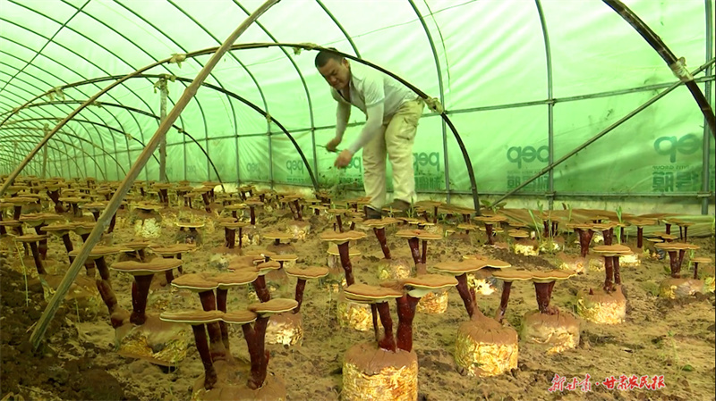 秦州区汪川镇：灵芝试种挖潜力 群众增收闯新路