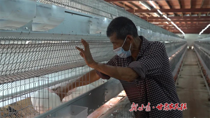 肉兔养殖“蹦”出致富路