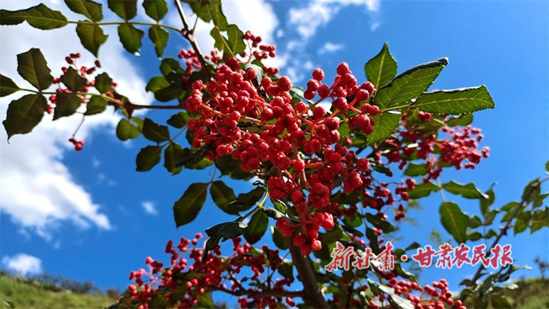 麦积区五龙镇：喜迎花椒丰收季 椒农地里采摘忙
