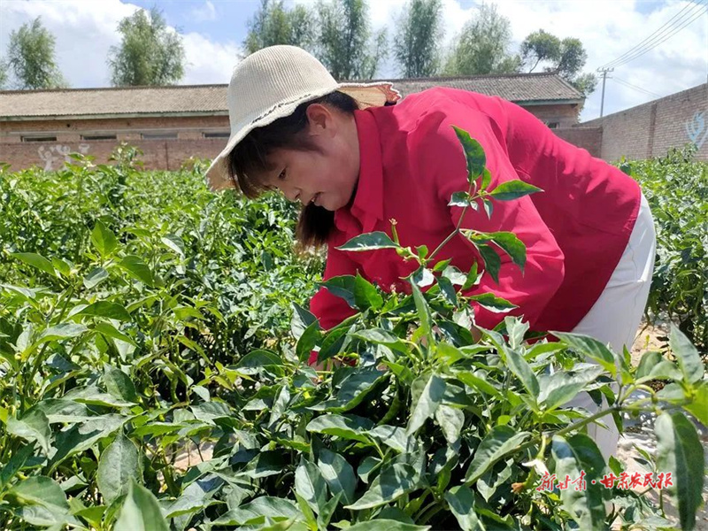 麦积区石佛镇张坪村：辣椒绿了 日子“红”了