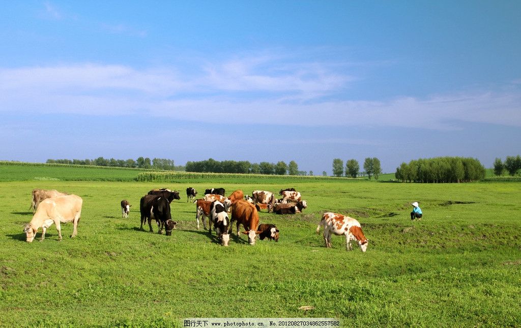 牛羊主食是“草” 不能只吃精料
