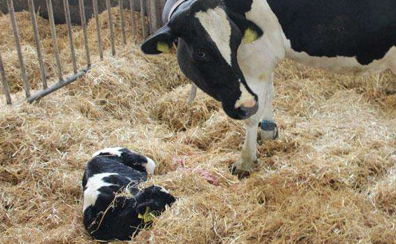 犊牛脐带炎病如何防治?