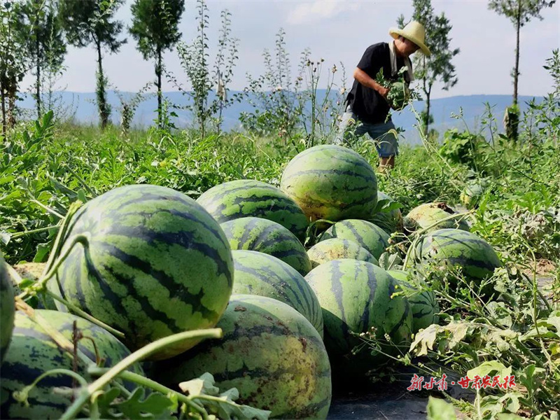 麦积区花牛镇： 林下生“金” 种瓜致富