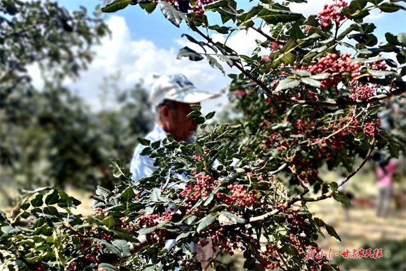 麦积区渭南镇左尧村：花椒漫山映红村民好日子