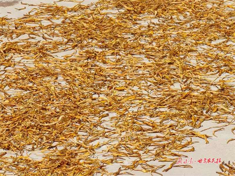 麦积区利桥镇百花村： 小小黄花菜铺出致富“黄金路”