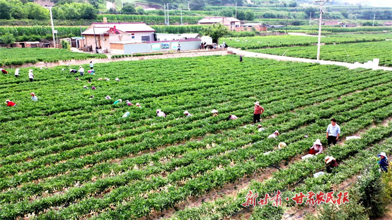 华池县：辣椒丰收季 怀安采摘忙