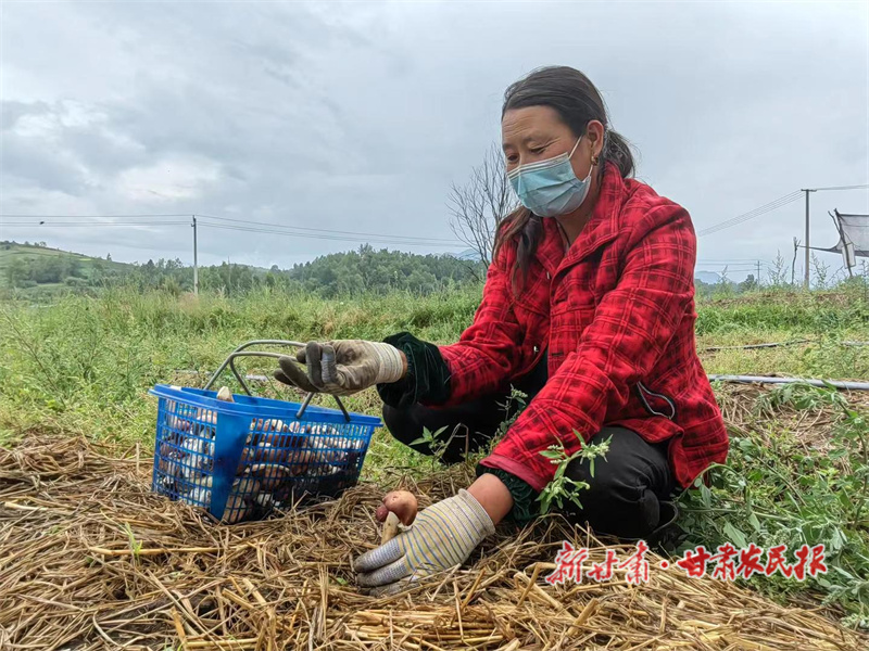 和政县：赤松茸鼓起“钱袋子”