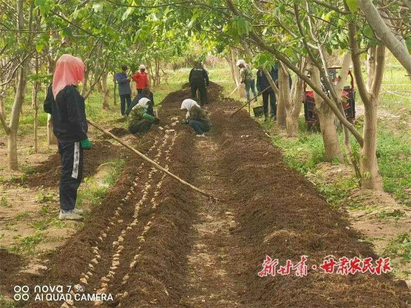 凉州区新华镇：特色农业富农家