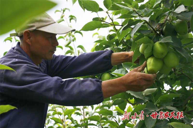 采摘早酥梨