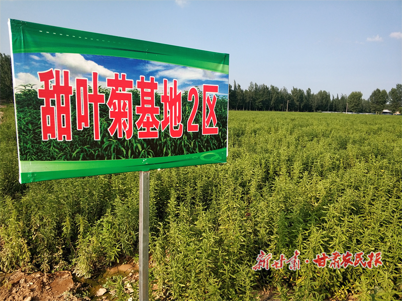 崆峒区：甜叶菊种出甜日子