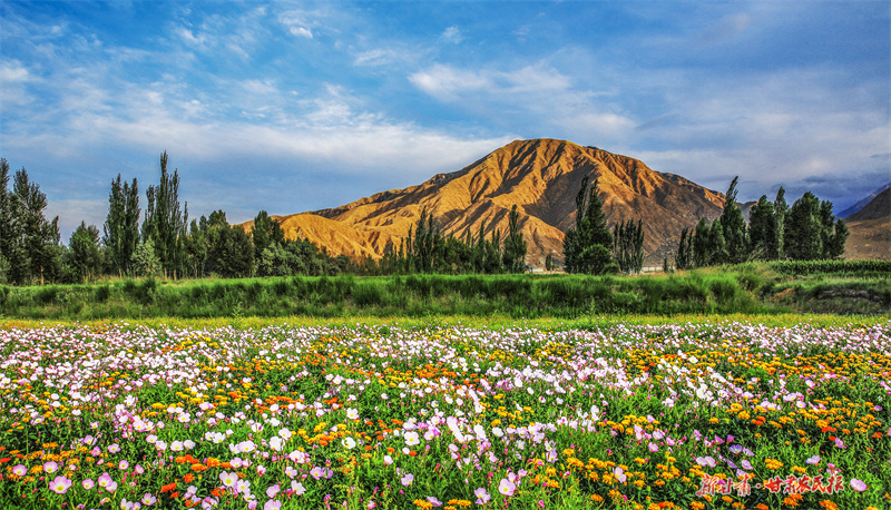 做强农业“芯” 端稳粮食“碗” ——肃州区加快从种业大区向种业强区迈进