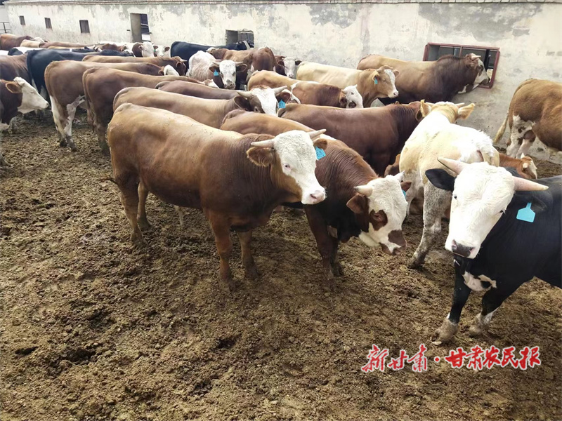 周建平：养殖路上的“新农人”