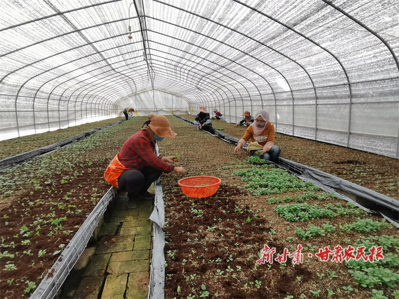 李进福：让“土豆”走“洋路”