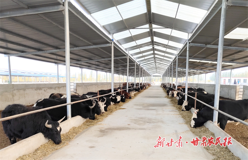 “畜”势勃发“牧”歌欢唱——肃州区草畜产业激活乡村振兴“绿色引擎”