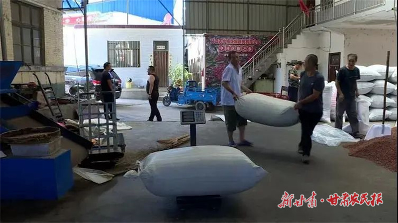 麦积区：大力发展花椒特色产业 奏响乡村振兴“椒”响曲