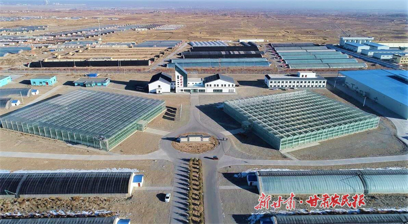肃州区：开创种业“芯”未来 跑出振兴加速度